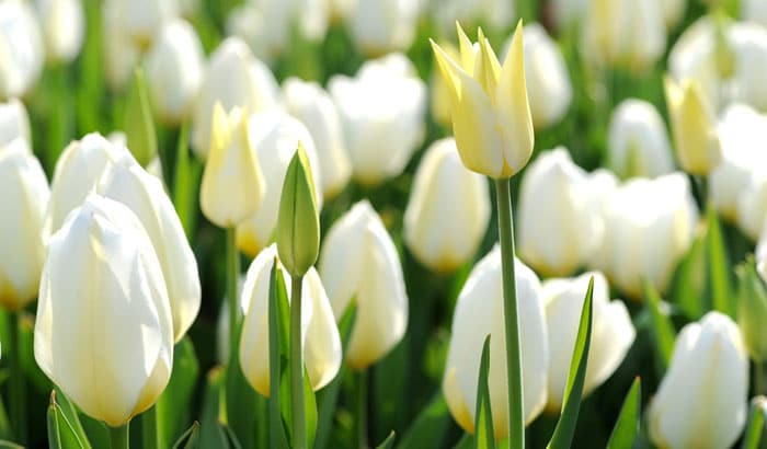Káº¿t quáº£ hÃ¬nh áº£nh cho Hoa tulip tráº¯ng lavender